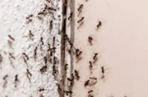 How to Get Rid of Ants?