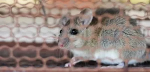 How to Control Rodents in Dubai: Effective Strategies and Solutions