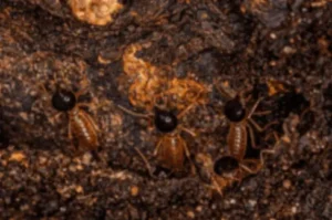 What are some effective ways to eliminate termites?