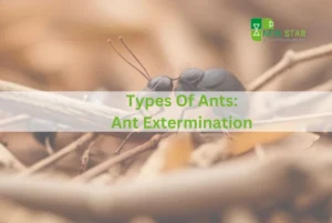 Types Of Ants And Effective Ant Extermination