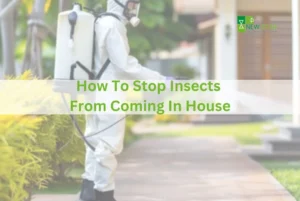 How To Stop Insects From Coming In House