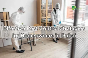 Top 10 Effective Pest Control Strategies for Homeowners in Dubai