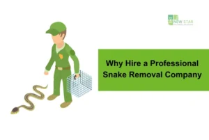 snake removal service in Dubai