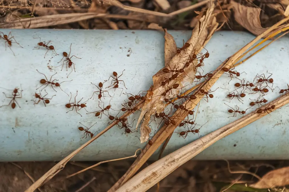 ant control service in Dubai