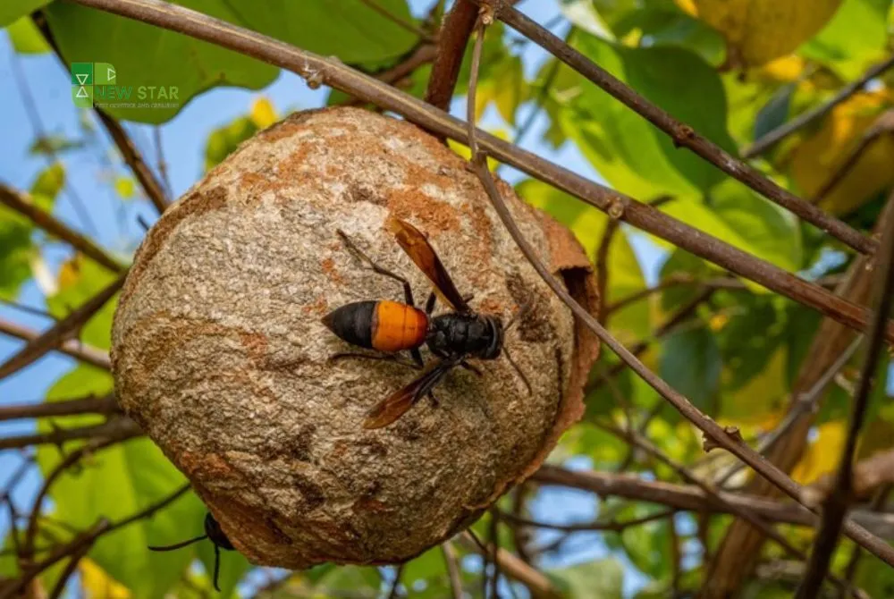 are hornets dangerous