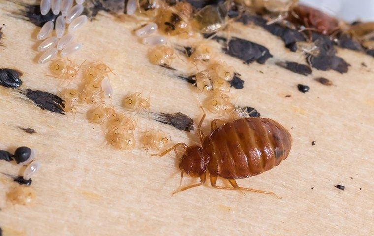 bed bug control service in Dubai