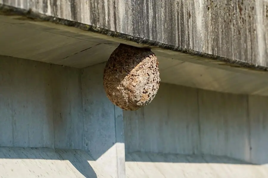 wasp control services in Dubai