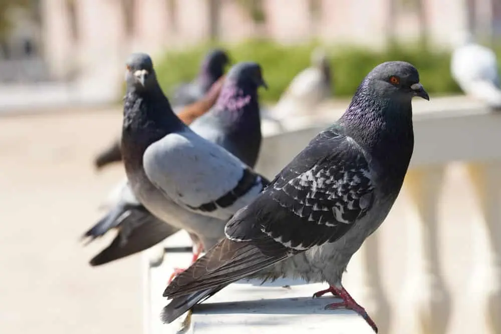 bird control service in Dubai