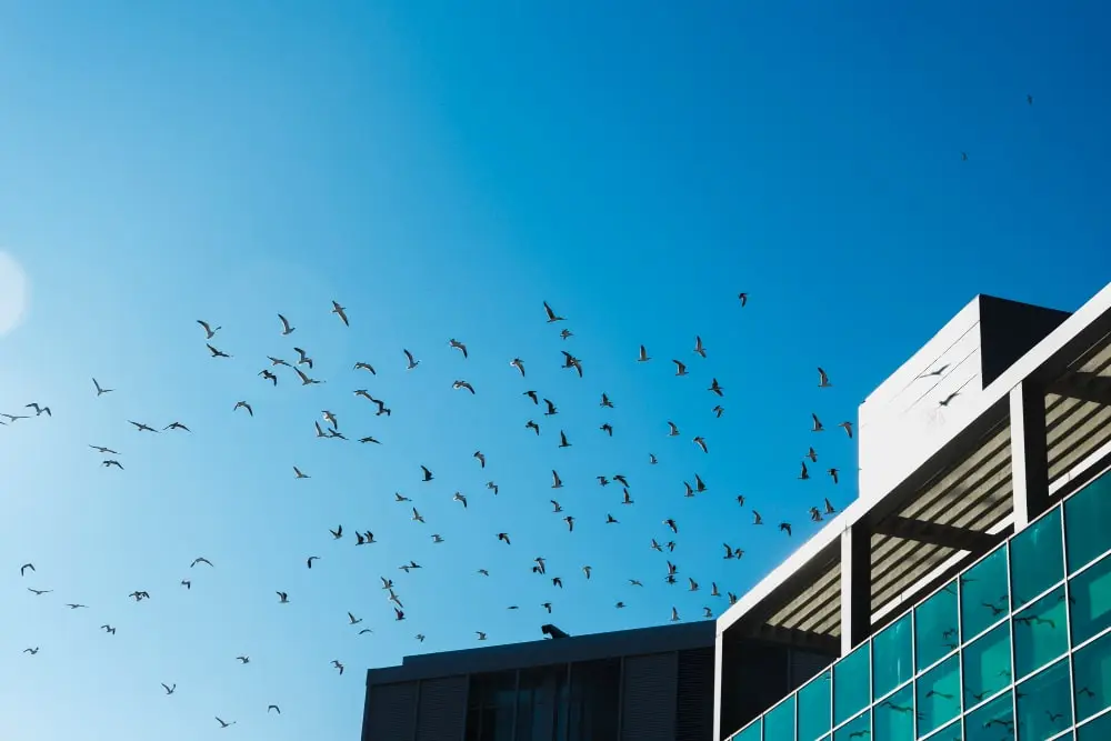 birds control in commercial spaces