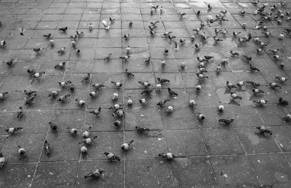 image of pigeon bird control in Dubai