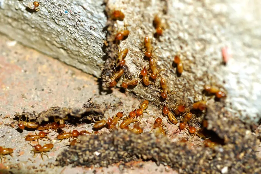 termite control service in Dubai