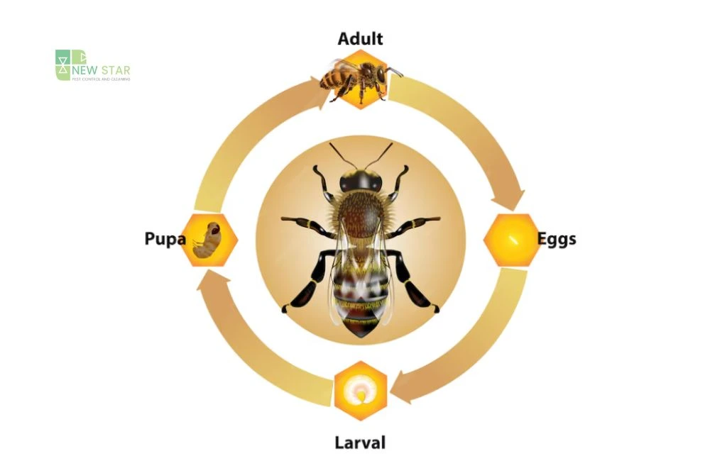 life cycle of wasps