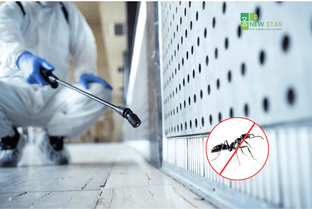 Effective Ant Control in Dubai | Safe Pest Solutions