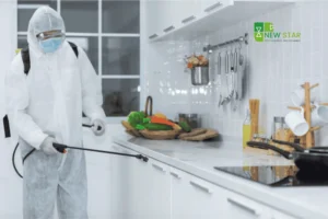 Creating a Pest-Free Kitchen: Professional Guidance for a Sanitized, Wholesome Environment