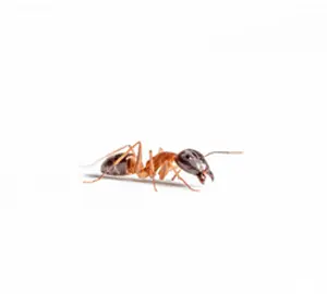 Pest control service sharjah
