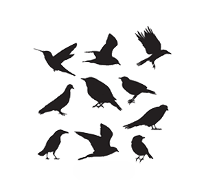 Pest control service sharjah