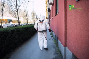 Protecting Your Ajman Property: A Practical Guide to Pest Prevention