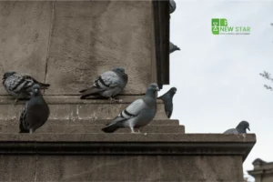 bird problems