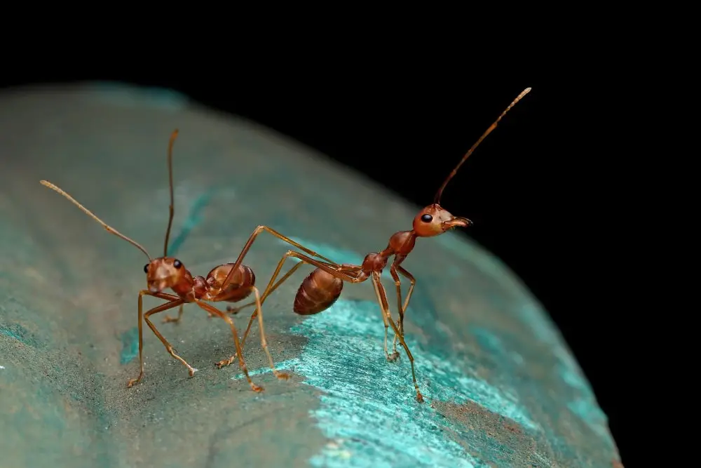 Ant control Dubai