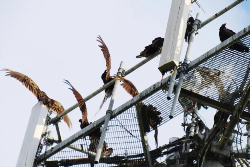 Bird pest control in dubai