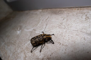 how to get rid of common household pests in Dubai