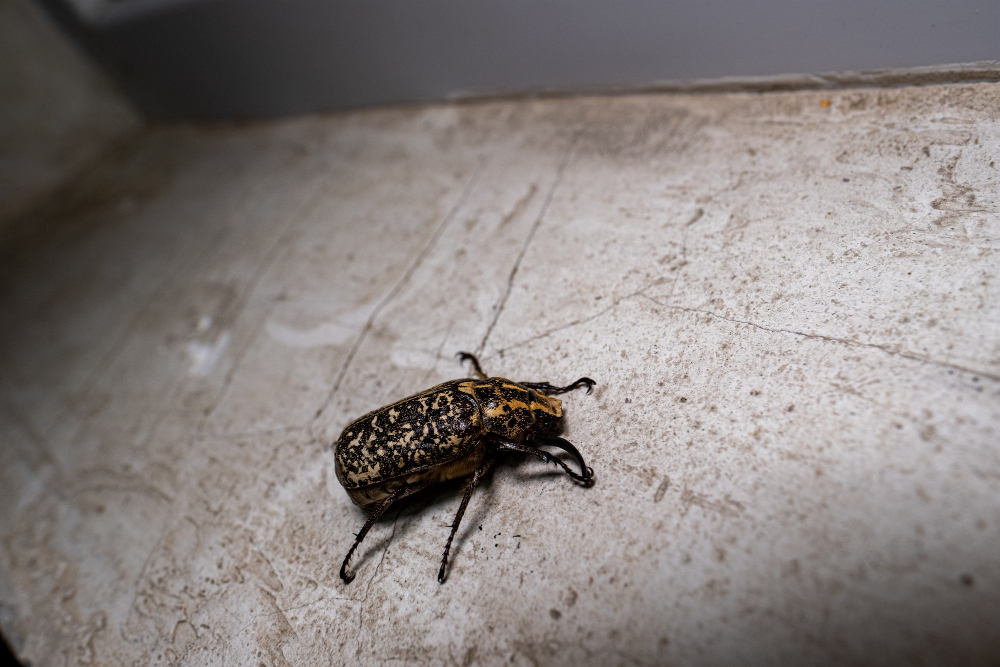how to get rid of common household pests in Dubai