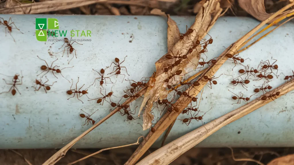 ant-pest-control-services-dubai