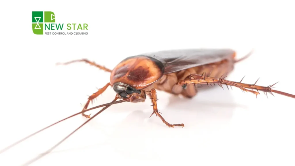 pest-control-service-sharjah