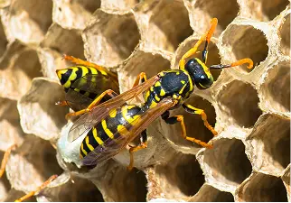 wasp-control-service-uae
