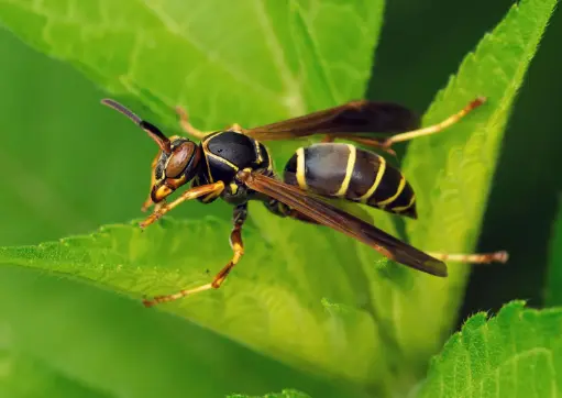 paper-wasp-pest-control