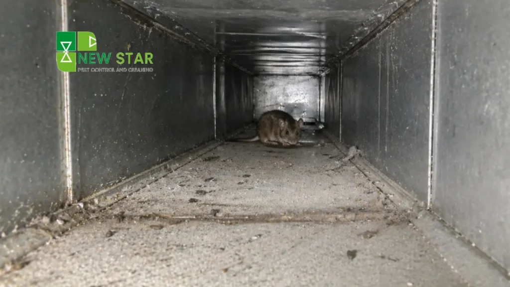 mice-in-hvac-ducts
