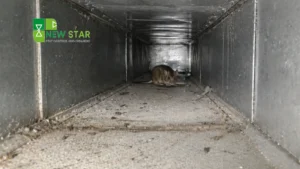 mice-in-hvac-ducts