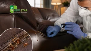 can bedbugs live in leather sofas
