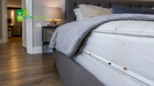 can-bedbugs-spread-from-one-apartment-to-another