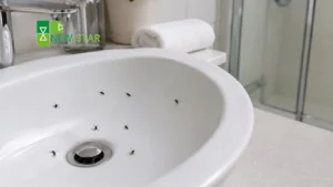how to get rid of drain flies in bathroom