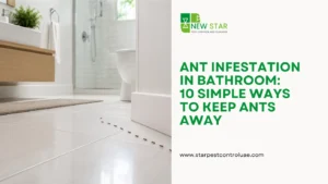 ant-infestation-in-bathroom-in-dubai