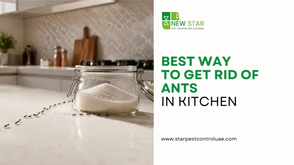 best-way-to-get-rid-of-ants-in-kitchen