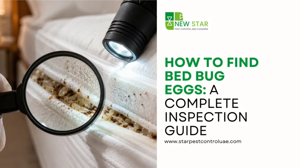 how-to-find-bed-bug-eggs