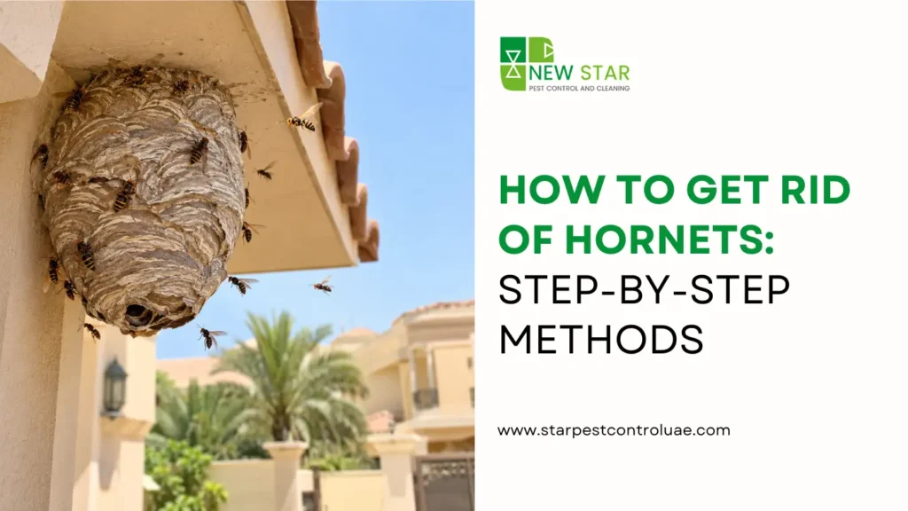how-to-get-rid-of-hornets-step-by-step-methods